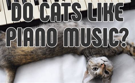 do cats like piano music that plays Clair de Lune