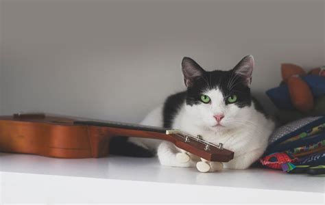 what kind of music do cats like? maybe it's the melody that makes them purr